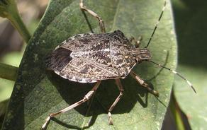 Stink bug reappears in Khobi and Poti, Samegrelo region