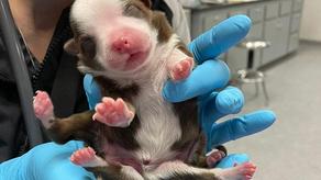 Puppy born with 6 paws and 2 tails in the US