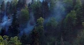 Forest fire in Akhmeta