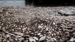 საბერძნეთის ერთ-ერთი ტბის სანაპიროზე ათასობით მკვდარი თევზი გამოირიყა