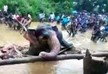 В Индии застрявшую в трясине слониху вызволяла вся деревня  - ВИДЕО