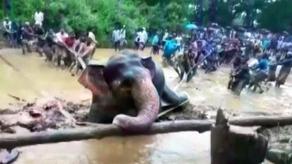 В Индии застрявшую в трясине слониху вызволяла вся деревня  - ВИДЕО