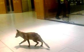 Fox in the Parliament building  - PHOTO - VIDEO