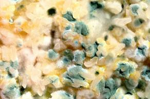Mold fungi kills coronavirus