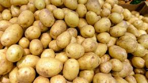 Pests found in 49 tonnes of potatoes imported from Turkey