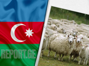 Georgia receives $ 5.8 million by exporting sheep to Azerbaijan