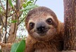 Today is the International Day of Sloth - VIDEO