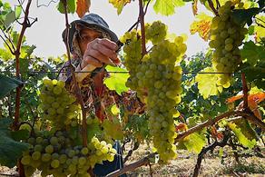 Rainless summer negatively affected grape quality