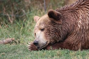 სამ დათვს პოლიკლინიკაში ჩაეძინა - VIDEO