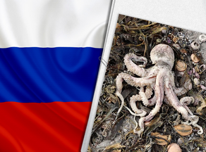 რუსეთში ტოქსიკურმა წყალმცენარეებმა ზღვის ბინადრების სიკვდილი გამოიწვია - PHOTO