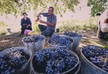 В Сагареджо построят новый завод по переработке винограда