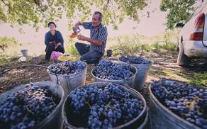 В Сагареджо построят новый завод по переработке винограда