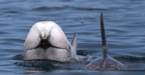 კალიფორნიის სანაპიროსთან იშვიათი თეთრი დელფინი გამოჩნდა - VIDEO