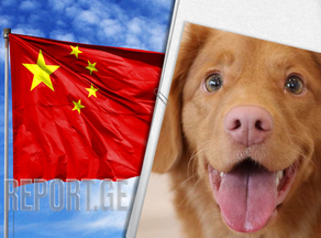 ჩინეთში ძაღლები ციფრულ პასპორტს ცხვირის ანაბეჭდებით მიიღებენ