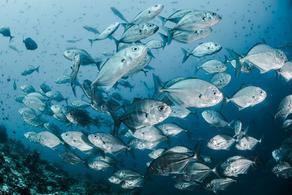 მკვლევარების აზრით, 2100 წლისთვის თევზების რაოდენობა 60%-ით შემცირდება