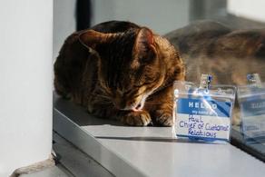 დიდ ბრიტანეთში კატა სარკინიგზო სადგურის კლიენტებთან ურთიერთობის დეპარტამენტს უხელმძღვანელებს