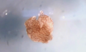 Scientists might have created new form of life - VIDEO