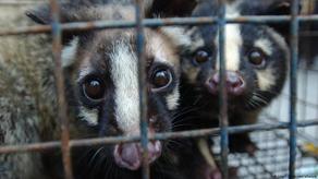Международные организации призвали запретить торговлю дикими животными