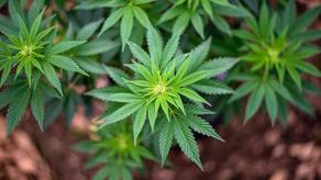 Marijuana seedlings found in the yard of one of the schools in Batumi