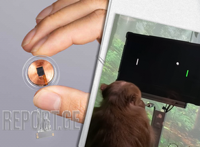 მაიმუნი ნეიროჩიპით გონების ძალით პონგს თამაშობს - VIDEO