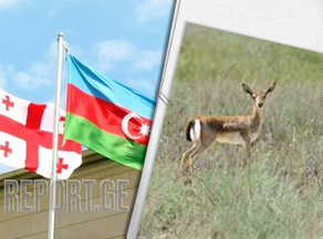 Goitered gazelle being repopulated in Georgia and Azerbaijan