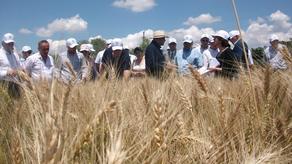 ქართველმა ფერმერებმა მოსავლიანობა 40%-ით გაზარდეს