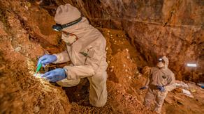Ancient bear DNA sequenced from old cave dirt in historic first for science