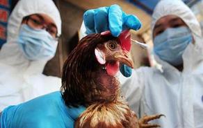 Afghanistan reports H5N8 bird flu on farm - OIE