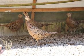 В Грузии открылось хозяйство по разведению колхидского фазана