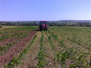 200 000 грузинских фермеров сэкономят 40 млн. лари при покупке дизеля