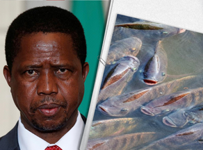 ზამბიის პრეზიდენტი თევზის სიკვდილს გლოვობს