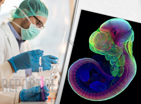 Ученым удалось вырастить эмбрион вне матки