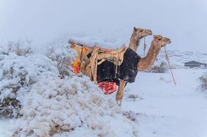 It is snowing for the first time in the last 50 years in Saudi Arabia - PHOTO - VIDEO