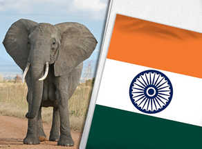 ინდოეთში ბრაკონიერებმა ერთ დღეში გადაშენების პირას მყოფი 3 სპილო მოკლეს