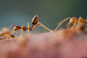 Ants behave just like humans during social isolation