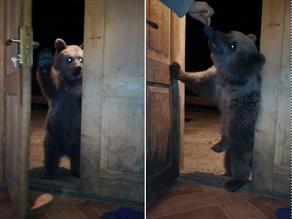 Bear shows up at Svaneti family door for food every day - VIDEO