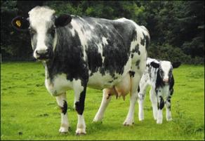 A record-size calf born in Britain - PHOTO