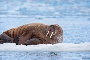 Sleeping Arctic walrus ends up in Ireland - VIDEO