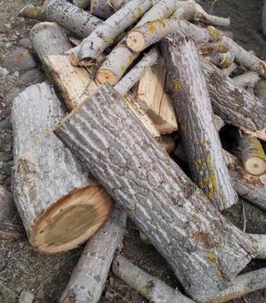 В Грузии выявлены случаи незаконной вырубки леса
