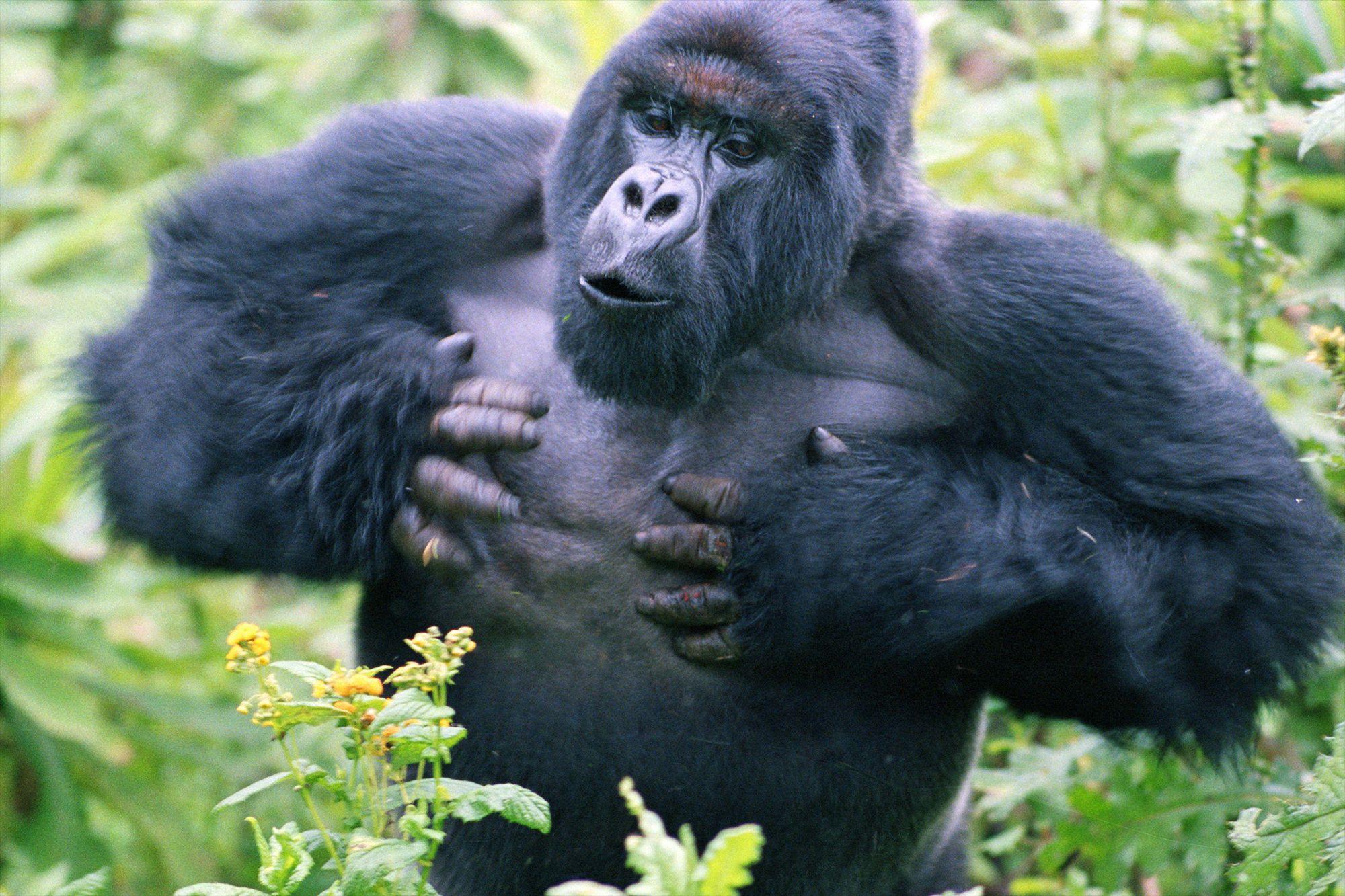 Why do gorillas beat their chests? 