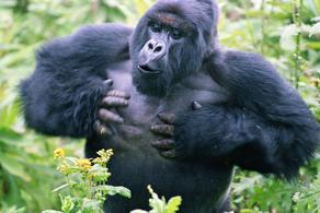 Почему гориллы бьют себя в грудь