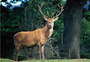 Borjomi-Kharagauli National Park has 803 red deer