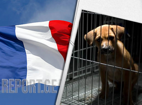 საფრანგეთში ზოომაღაზიებში ძაღლებისა და კატების გაყიდვას კრძალავენ