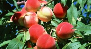 В Кахетии ожидают урожай персиков в 35 тыс. тонн