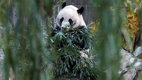 Giant panda Bei Bei transported from Washington to China