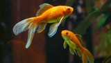 Goldfish who can drive: why scientists taught fish to navigate a watery tank on wheels