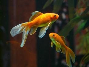 Goldfish who can drive: why scientists taught fish to navigate a watery tank on wheels