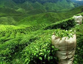 В Чиатуре возобновилось производство чая