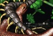 Tiny ancient reptile named after Thor's world-ending nemesis