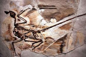 უელსში უძველესი დინოზავრის კვალი აღმოაჩინეს